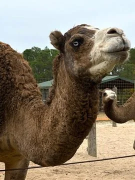 Charming Camel Duo at Gulf Breeze Zoo Stock Photos