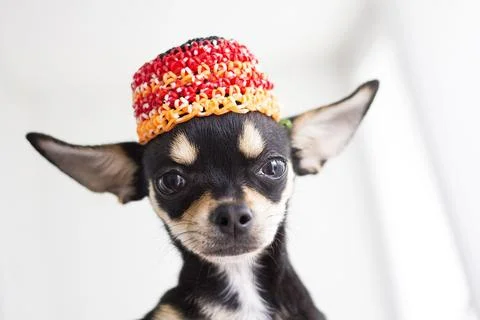 Charming Canine Foto stock