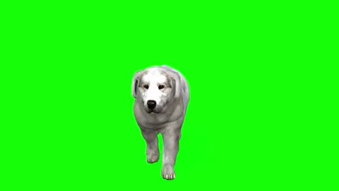 Charming Canine Stroll: 3D Greenscreen Animation 스톡 동영상 288324835