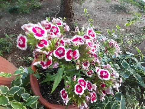 Charming Carnation Stock Photos