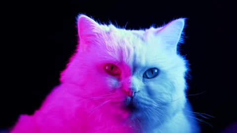 Charming cat on black background. Colorful neon pink blue light. Cute domestic Stock Footage 196124934