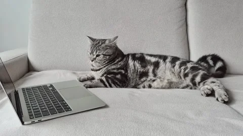 A charming cat is comfortably relaxing while using a laptop on the cozy couch at Stock Footage 309037337