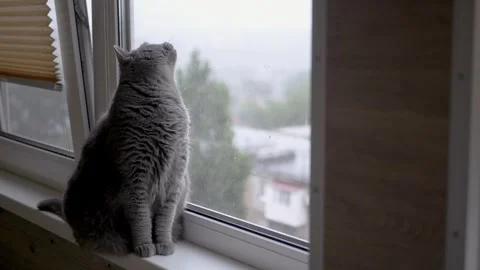 Charming cat gazes out the window on a rainy day, evoking serenity and calmness Stock Footage 314218929