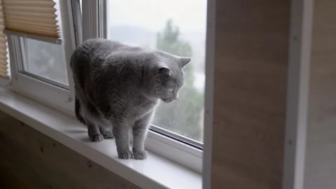 Charming cat gazes out the window on a rainy day, evoking serenity and calmness Stock Footage 314219018