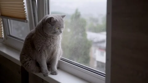 Charming cat gazes out the window on a rainy day, evoking serenity and calmness Stock Footage 314219088
