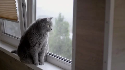 Charming cat gazes out the window on a rainy day, evoking serenity and calmness Stock Footage 314219099
