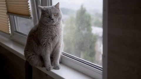 Charming cat gazes out the window on a rainy day, evoking serenity and calmness Stock Footage 314219155