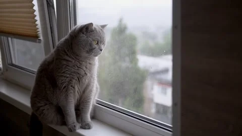 Charming cat gazes out the window on a rainy day, evoking serenity and calmness Stock Footage 314219320
