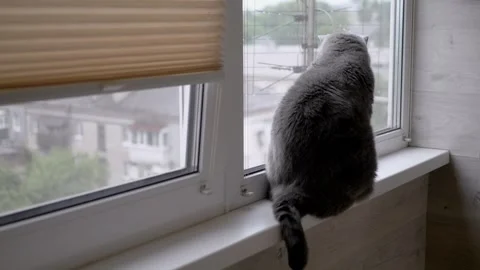 Charming cat gazes out the window on a rainy day, evoking serenity and calmness Stock Footage 314219330