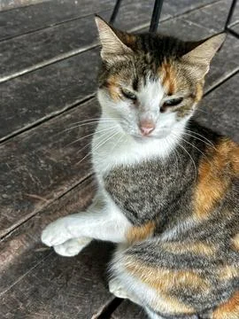 Charming cat Fotos de archivo