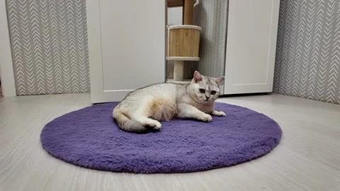 Charming cat relaxes on soft rug while playing with tail in cozy indoor setting Stock Footage 310823165