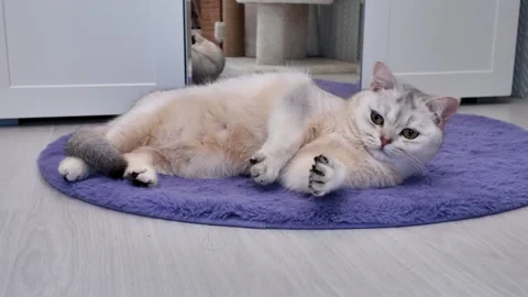 Charming cat relaxes on soft rug Stock Footage 334036736