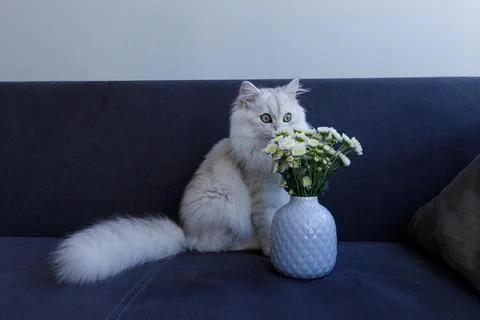 Charming Cat Sitting Gracefully by a Ceramic Flower Vase with Fresh White Blooms Stock Photos