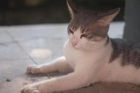 Charming Cat Sitting Upright with Curious Expression Stock Photos