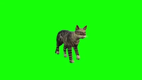 Charming Cat Walks Into Your Scene - 3D Video Front View 스톡 동영상 291535955