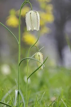Charming chequerboard flower, spring, Germany, Europe Stock Photos