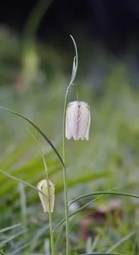 Charming chequerboard flower, spring, Germany, Europe Stock Photos