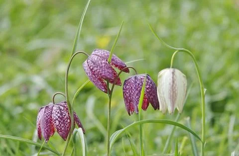 Charming chequerboard flower, spring, Germany, Europe Stock Photos