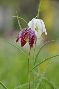 Charming chequerboard flower, spring, Germany, Europe Stock Photos