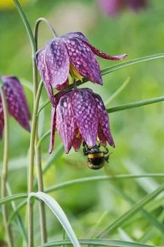Charming chequerboard flower, spring, Germany, Europe Stock Photos