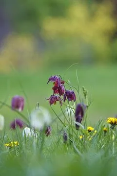 Charming chequerboard flower, spring, Germany, Europe Stock Photos