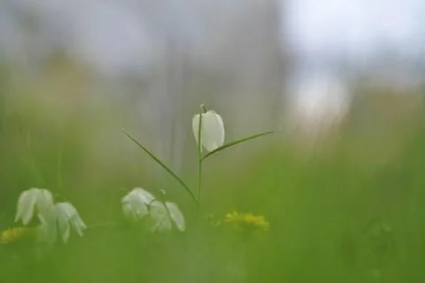 Charming chequerboard flower, spring, Germany, Europe Stock Photos