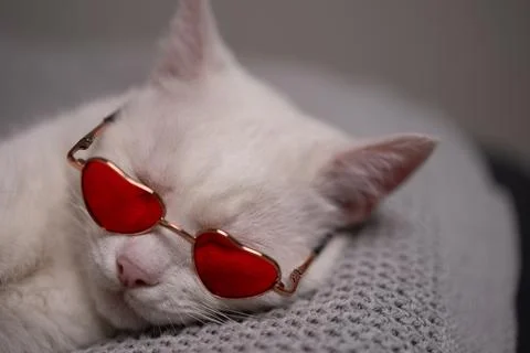 Charming Chic White Cat Peacefully Napping While Wearing HeartShaped Sunglasses Stock Photos