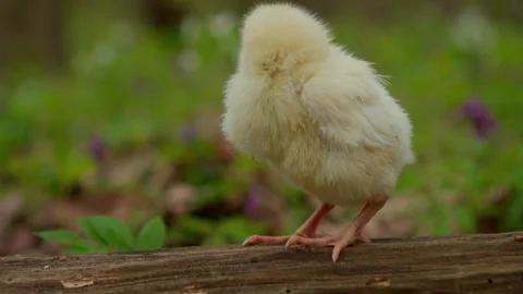 Charming Chick in Nature Capturing the Playful Moments of Life Amidst Beautiful Stock Footage 313284929