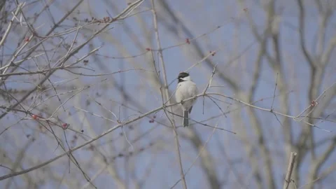Charming Chickadee Perching on Tree Branch in Natural Habitat Stock Footage 246062325