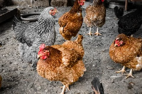 Charming chickens exploring the rustic barnyard under warm sunlight in a se.. Foto stock
