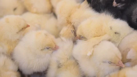 Charming chicks huddle together in warm setting Stock Footage 311304001