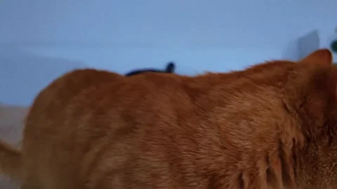 Charming close-up animal footage capturing a peaceful and carefree moment. Stock Footage 337257291
