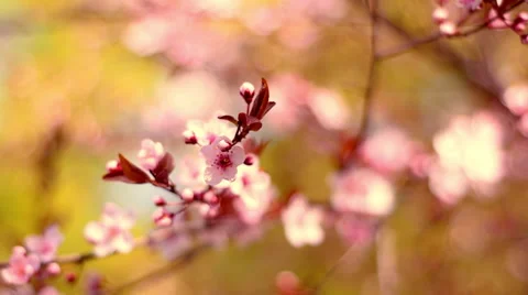 Charming close up pan view of blooming pink cherry branch on the wind Vídeos de archivo 60089917
