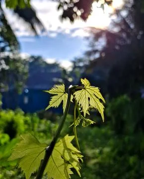 A charming close-up view of translucent light green grape leaves Stock Photos