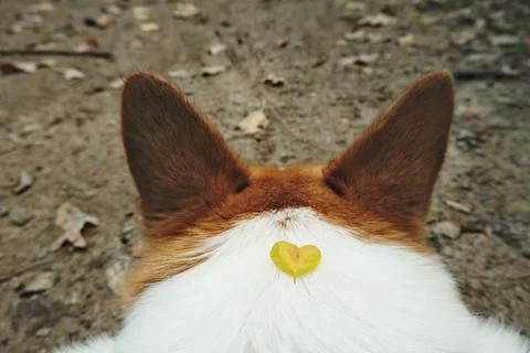 This charming corgi dog has a unique heartshaped marking on its fur, autumn leaf Stock Photos