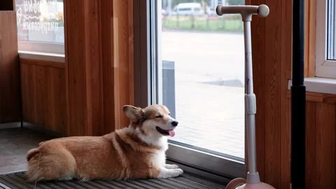 A charming Corgi is sitting at the window, curiously observing and watching the Stock Footage 318279857