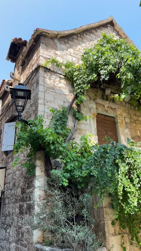Charming corner of an old stone building covered with a lush grapevine swaying Video stock 314941600