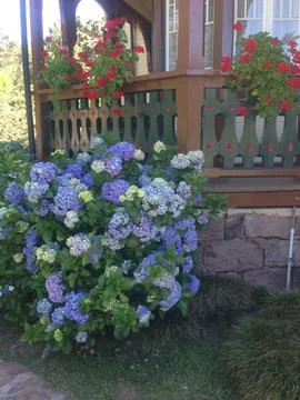Charming cottage with blooming hydrangeas Stock Photos