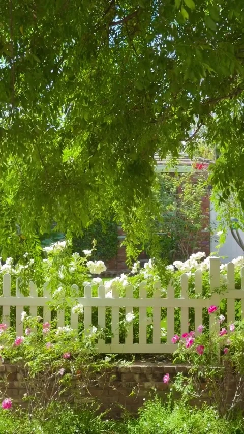 Charming Cottage Garden with White Picket Fence and Blooming Roses Stock-Footage 340263876