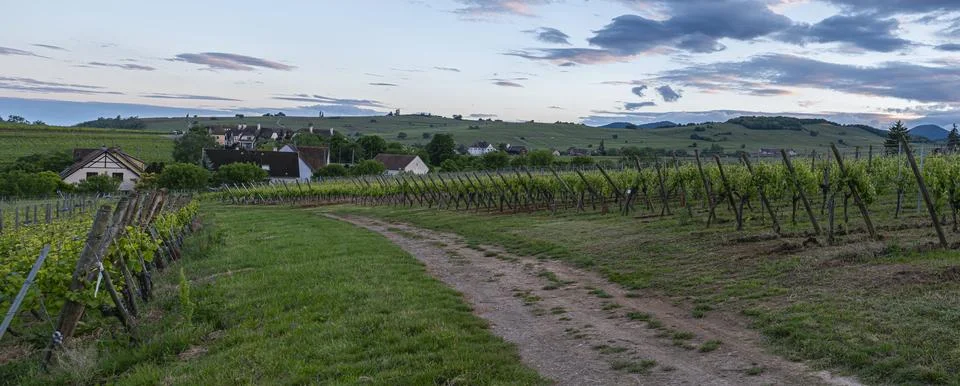 A charming countryside path winds through cultivated vineyards Stockfoto's