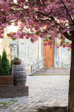 Charming courtyard with blooming cherry tree and rustic barrel in spring 스톡 사진