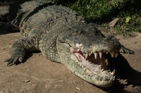 Charming crocodile Grin. Stock Photos