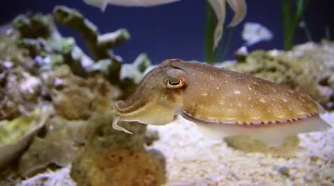 A Charming Cuttlefish Pauses to Investigate the Camera Stock Footage 10949855