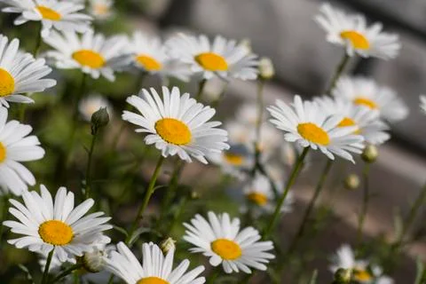 Charming daisies Stock Photos