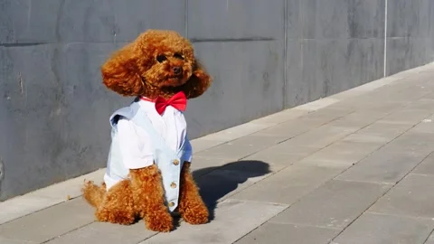 A charming Dapper Poodle dressed in elegant formal attire is happily sitting Stock Footage 307852899