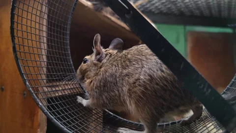 Charming degu energetically running in a metal exercise wheel Video stock 282972092