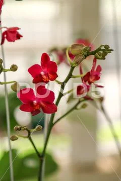Charming dendrobium airy crimson orchid Stock Photos
