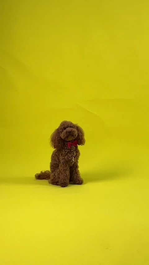 Charming dog, brown on yellow background, full of life Stock Footage 301401491