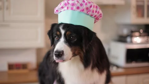 Charming dog dressed as chef in kitchen portrait, humorous pet character Stock Footage 315308921