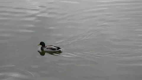 Charming Drake and Duck in Tranquil Pond Stock Footage 300274976